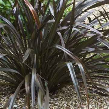 Phormium cookianum Black adder - Lin des Montagnes.