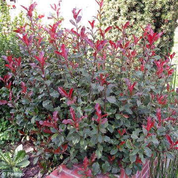 Photinia fraseri Corallina
