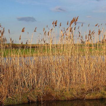 Phragmites autralis - Roseau commun