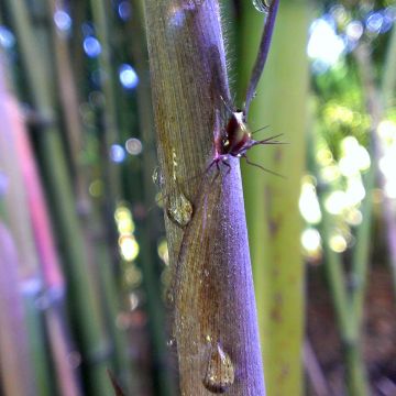 Phyllostachys nigra Megurochiku - Bambou géant