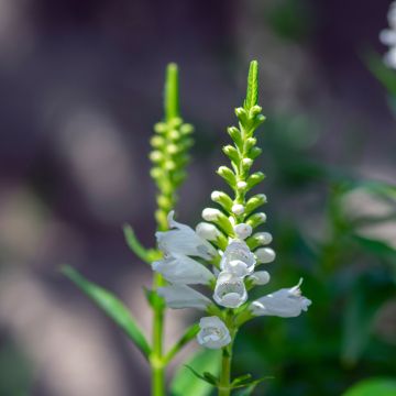 Physostegia virginiana Alba - Cataleptique blanche