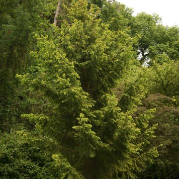 Picea abies Acrocona - Epicea commun                          