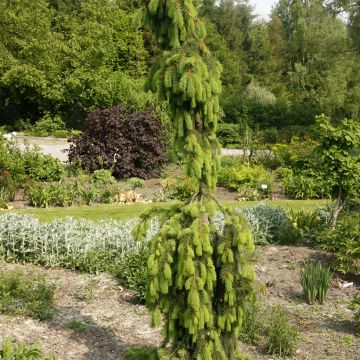 Picea abies Inversa - Epicea pleureur                          