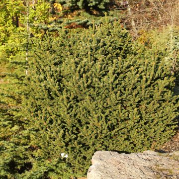 Epicéa commun - Picea abies Ohlendorffii