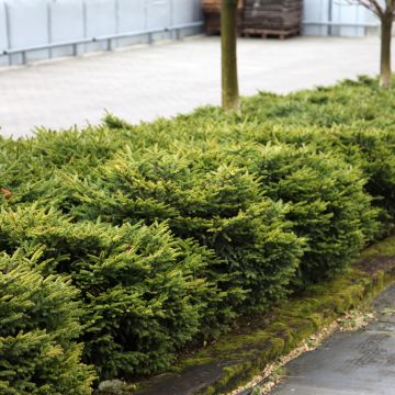 Picea abies Nidiformis - Epicea commun nain                         