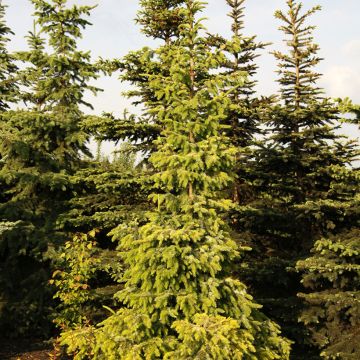 Picea omorika - Épicéa de Serbie