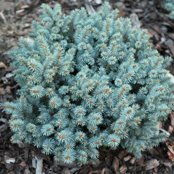 Epicea bleu - Picea pungens Blue Mountain