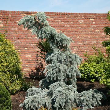 Picea pungens Glauca Globosa - Epicea bleu                   