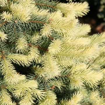 Epicea bleu - Picea pungens Blue Mountain