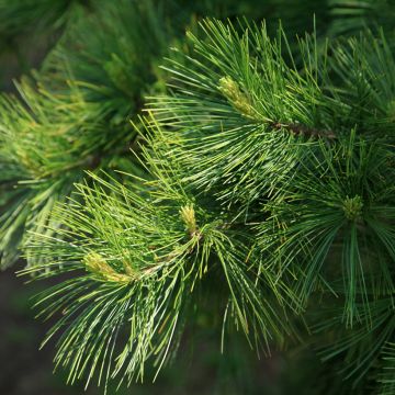 Pinus parviflora Glauca - Pin blanc du Japon