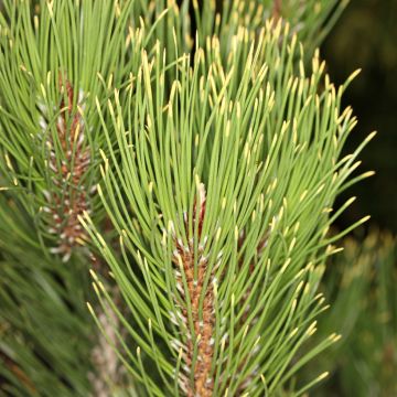 Pin de Bosnie - Pinus heldreichii (leucodermis) Little Dracula