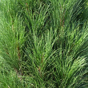 Pinus nigra Green Tower - Pin noir                         
