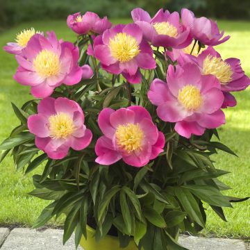 Pivoine Early Scout