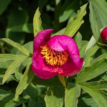 Pivoine botanique - Paeonia humilis