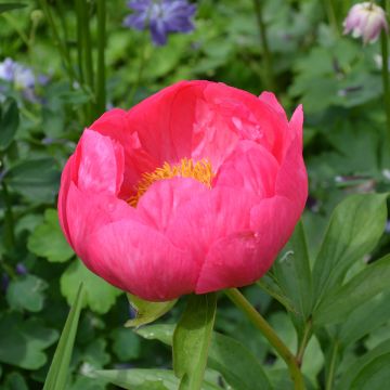 Pivoine lactiflora Coral Magic