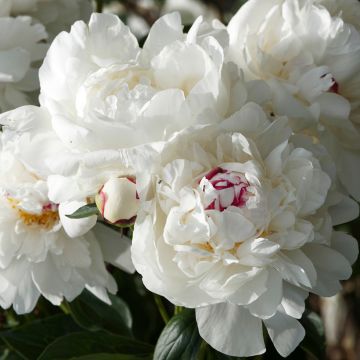 Pivoine Marie lemoine