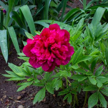 Pivoine officinale Rubra Plena
