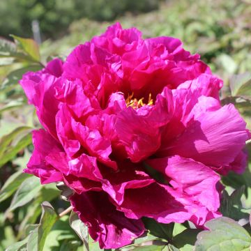 Pivoine arbustive Dao Da Chen (Shimadaijin, Glamour) - Paeonia suffruticosa