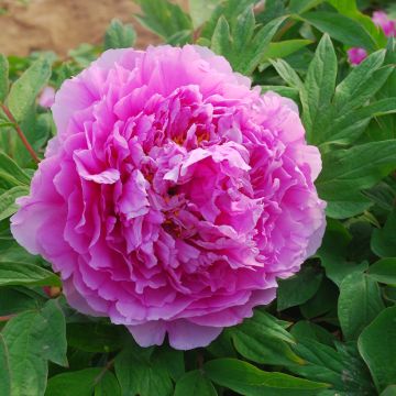 Pivoine arbustive Ling Hua Zhan Lu (Flower in Dew) - Paeonia suffruticosa