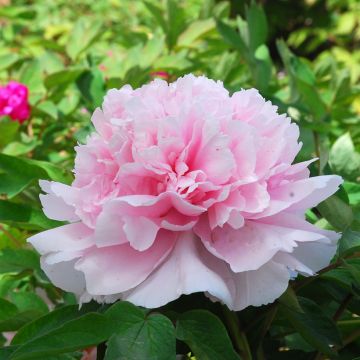 Pivoine arbustive Zhao Fen (Pink of the Past) - Paeonia suffruticosa