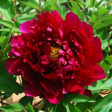 Pivoine arbustive Zhu Guang Mo Run (Deep Fire) - Paeonia suffruticosa