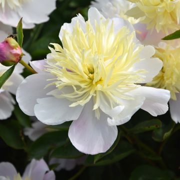 Pivoine lactiflora Chiffon Parfait 