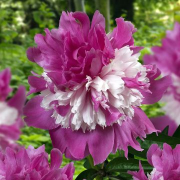 Pivoine lactiflora Celebrity