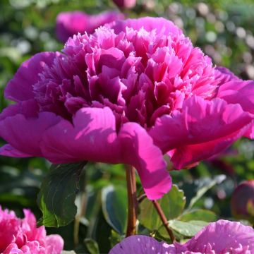 Pivoine lactiflora Madame Emile Debatène