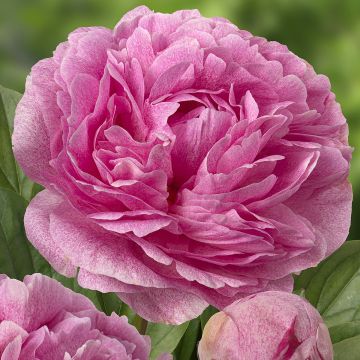 Pivoine lactiflora The Fawn