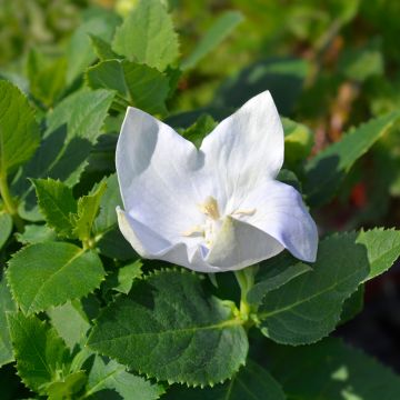 Platycodon grandiflorus Astra White en pot de 2/3 L