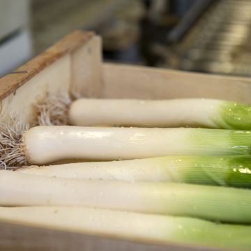 Poireau Monstrueux d'Elbeuf - Allium porrum   