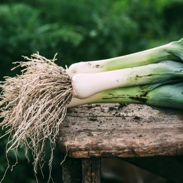 Poireau de Carentan - Allium porrum   