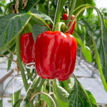 Poivron California Wonder - Piment à saveur douce