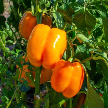 Poivron Gourmet - Capsicum annuum