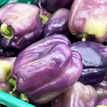 Poivron Purple Bell - Capsicum annuum