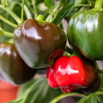 Poivron California Wonder - Piment à saveur douce