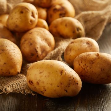 Pomme de terre Angélique en plants