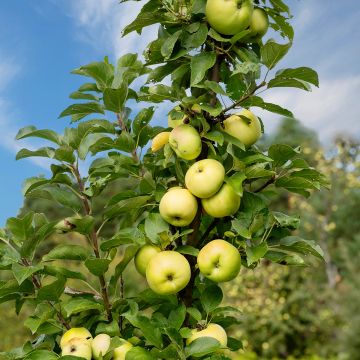 Pommier colonnaire Ballerina® Bolero - Malus domestica
