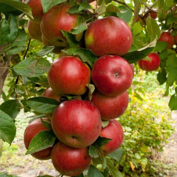 Pommier colonnaire Ballerina® Polka - Malus domestica
