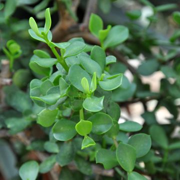 Portulacaria afra Macrophylla - Pourpier en arbre