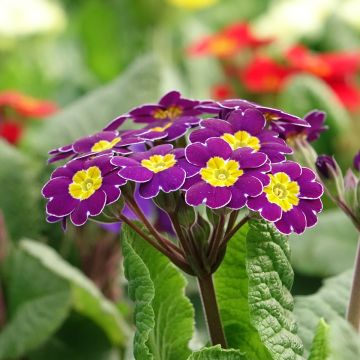 Primevère - Primula elatior Veristar Late Red