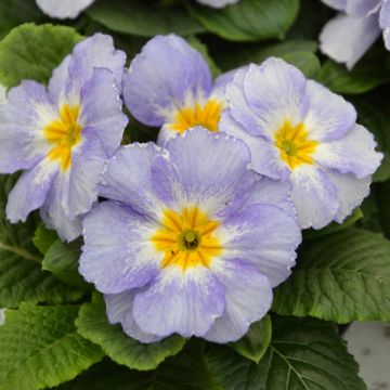 Primevère - Primula vulgaris Strong Beer