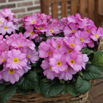 Primevère - Primula vulgaris Strong Beer