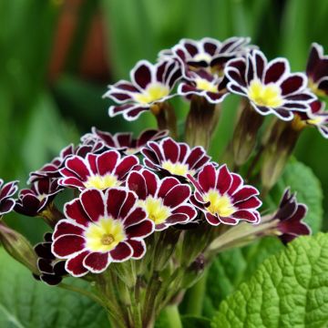Primula elatior Silver Lace Black - Primevère élevée.