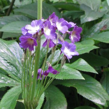 Primevère, Primula alpicola var. violacea