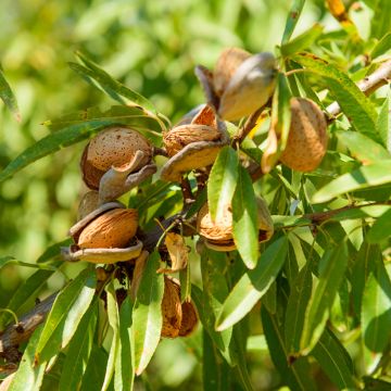 Amandier - Prunus dulcis Buisson en pot de 4l/5l