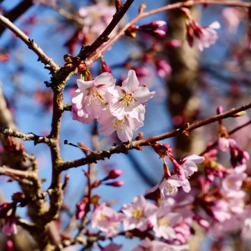Cerisier à fleurs des Iles Kouriles -Prunus  nipponica var. kurilensis Ruby