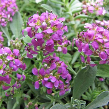 Aethionema oppositifolium