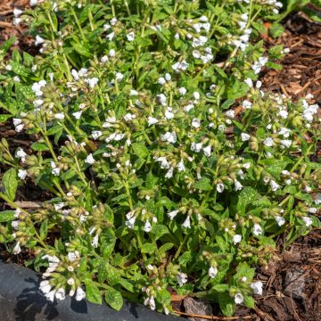 Pulmonaire, Pulmonaria Sissinghurst White