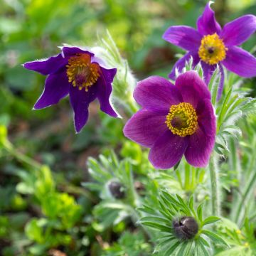 Anémone pulsatille violette - Pulsatilla vulgaris Violet